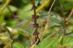 Ammannia baccifera subsp. aegyptica